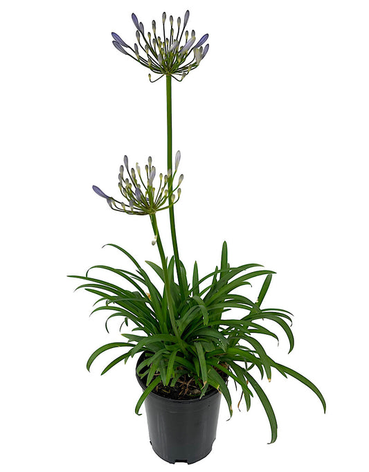 Agapanthus 'Queen Anne' 1 Gallon