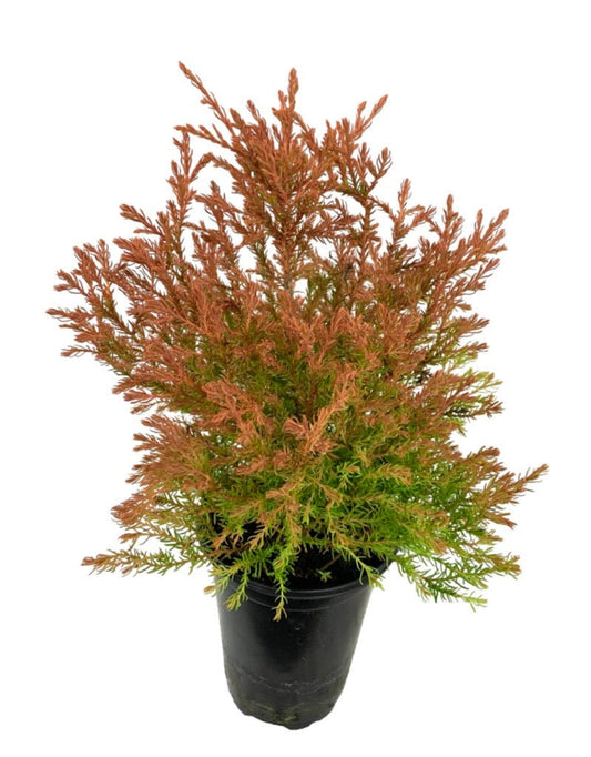 Thuja occidentalis 'Fire Chief'