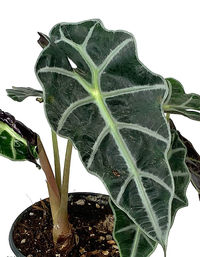 Alocasia 'Dwarf Amazonica' 6 inch