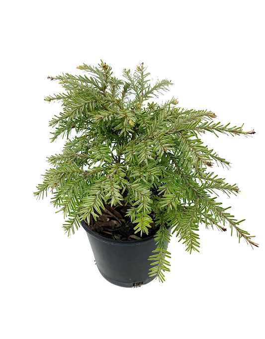 Tsuga canadensis 'Moon Frost' 4 Inch