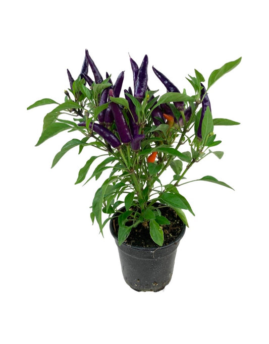 Capsicum annuum 'Masquerade' 4 Inch