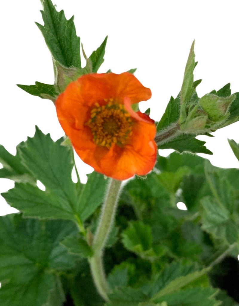 Geum 'Totally Tangerine'