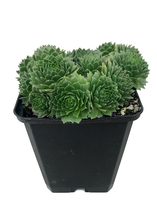 Sempervivum 'Green Wheel' 4 Inch