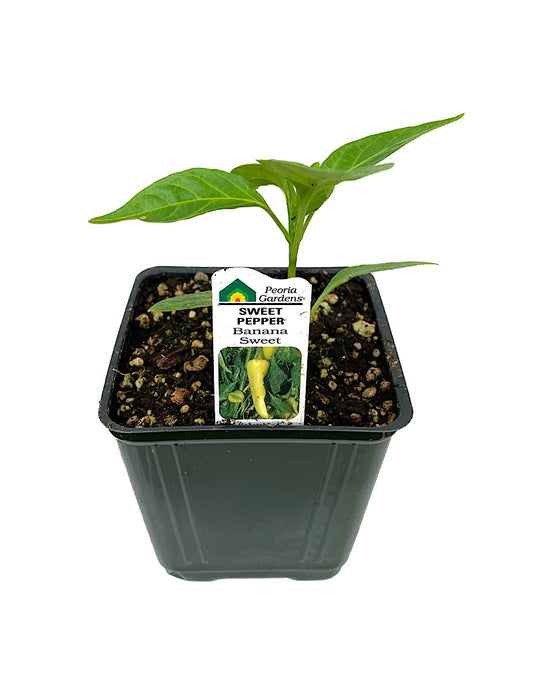 Pepper 'Banana Sweet  4 Inch