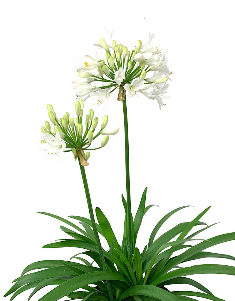 Agapanthus  €˜Ever White  1 Gallon