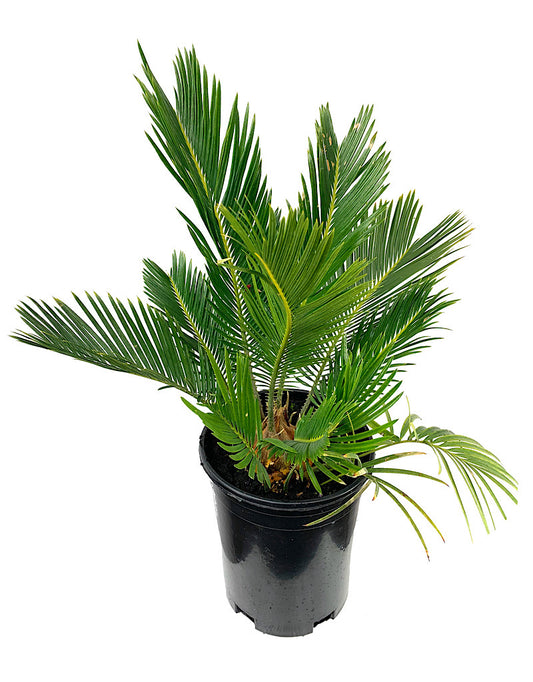 Cycas revoluta  1 Gallon