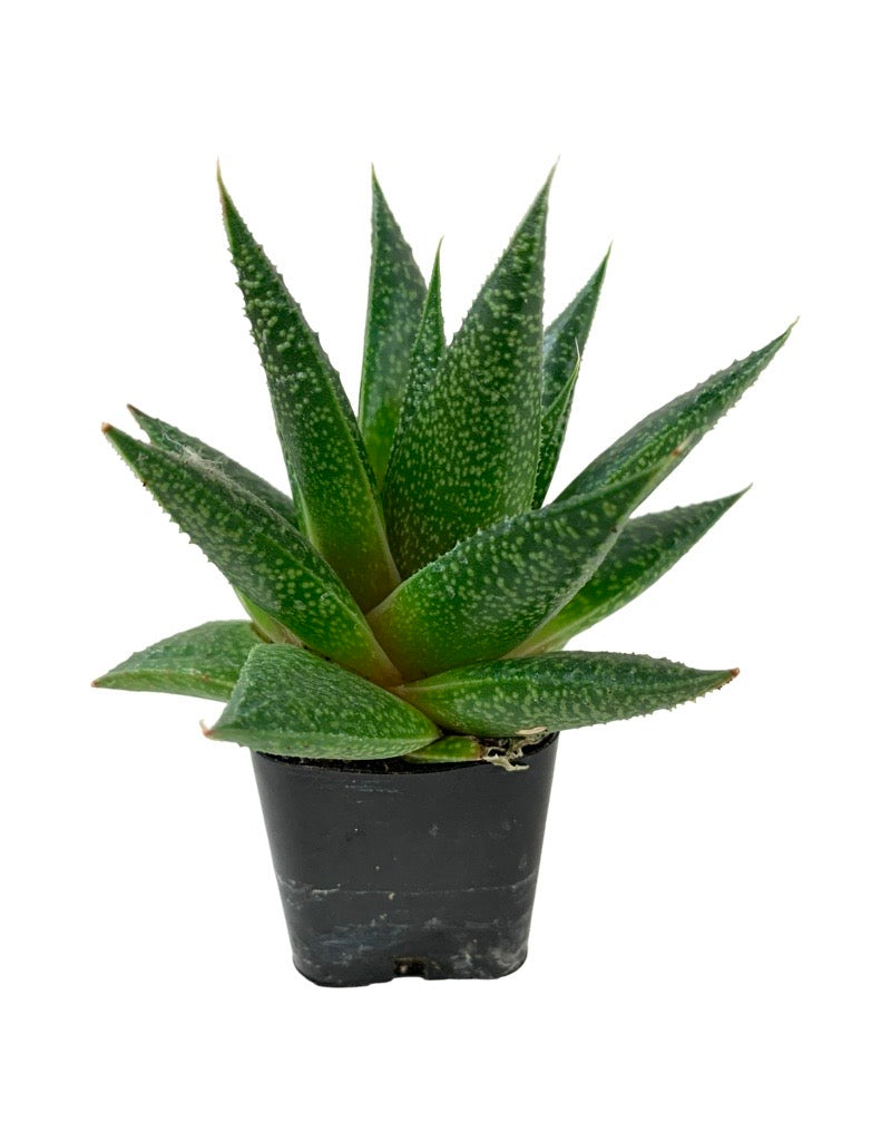 Aristaloe aristata