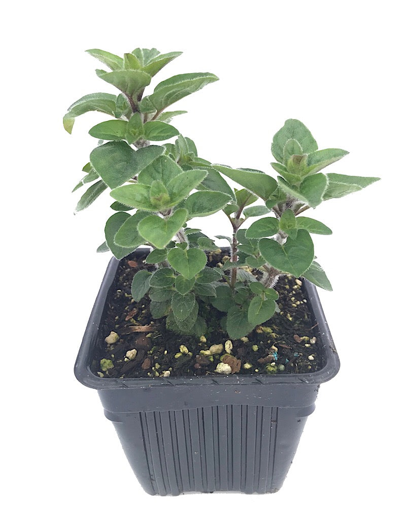 Oregano 'Italian' 4 Inch