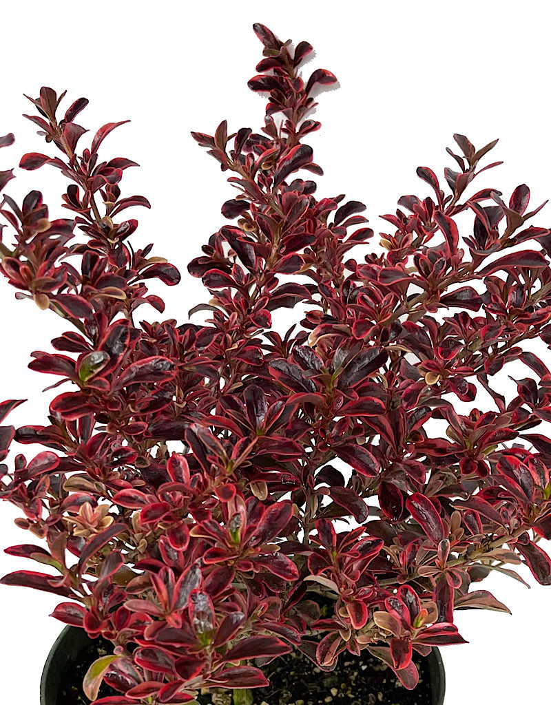 Coprosma 'Fireburst' Quart