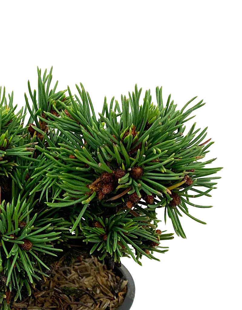 Picea abies 'Mikulasovice' 4 Inch