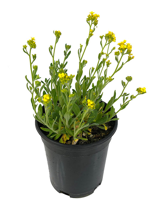 Aurinia 'Basket of Gold Alyssum' 1 Gallon