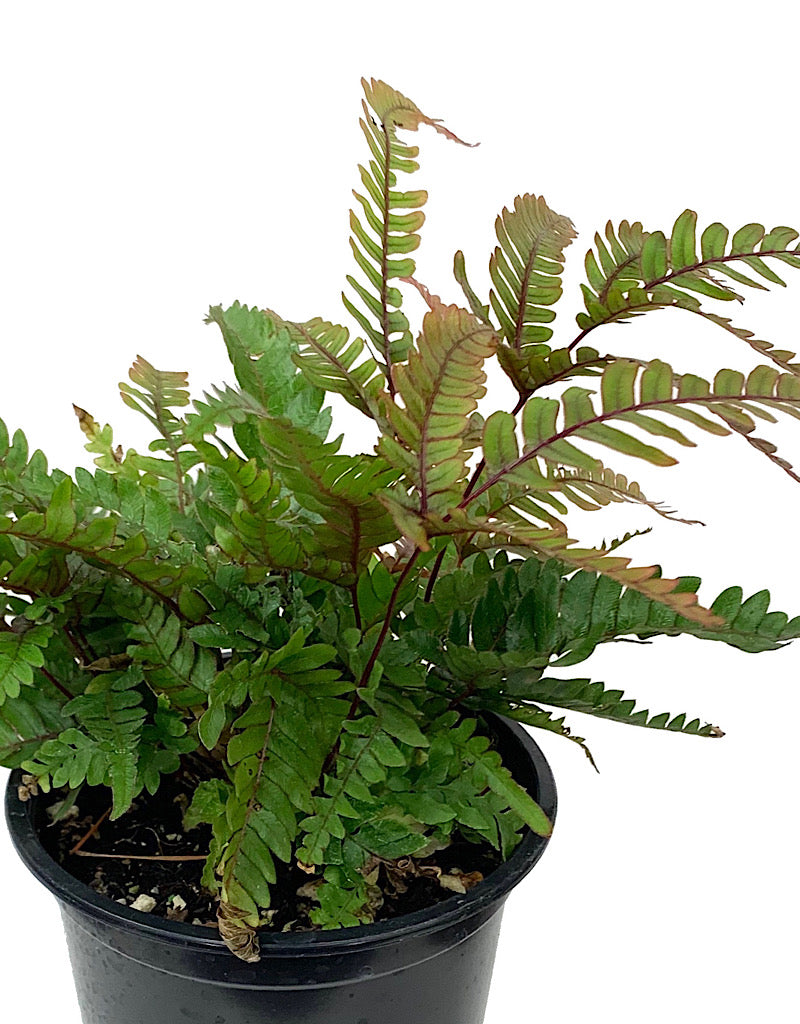 Pteris quadriaurita 'Tricolor' Quart