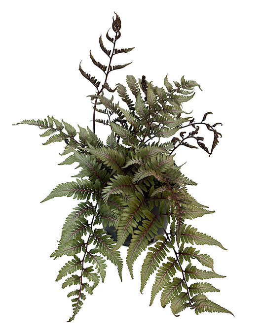 Athyrium niponicum 'Godzilla' 1 Gallon