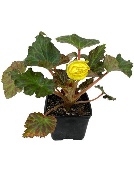 Begonia Nonstop Mocca 'Yellow' 4 Inch