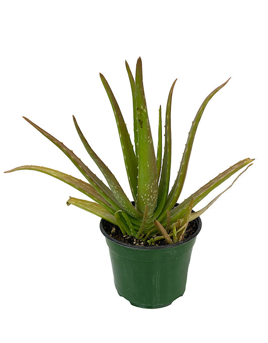 Aloe plicatilis 4 Inch