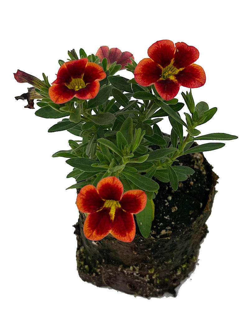 Calibrachoa 'Can Can Bumble Bee Orange' 4 Inch