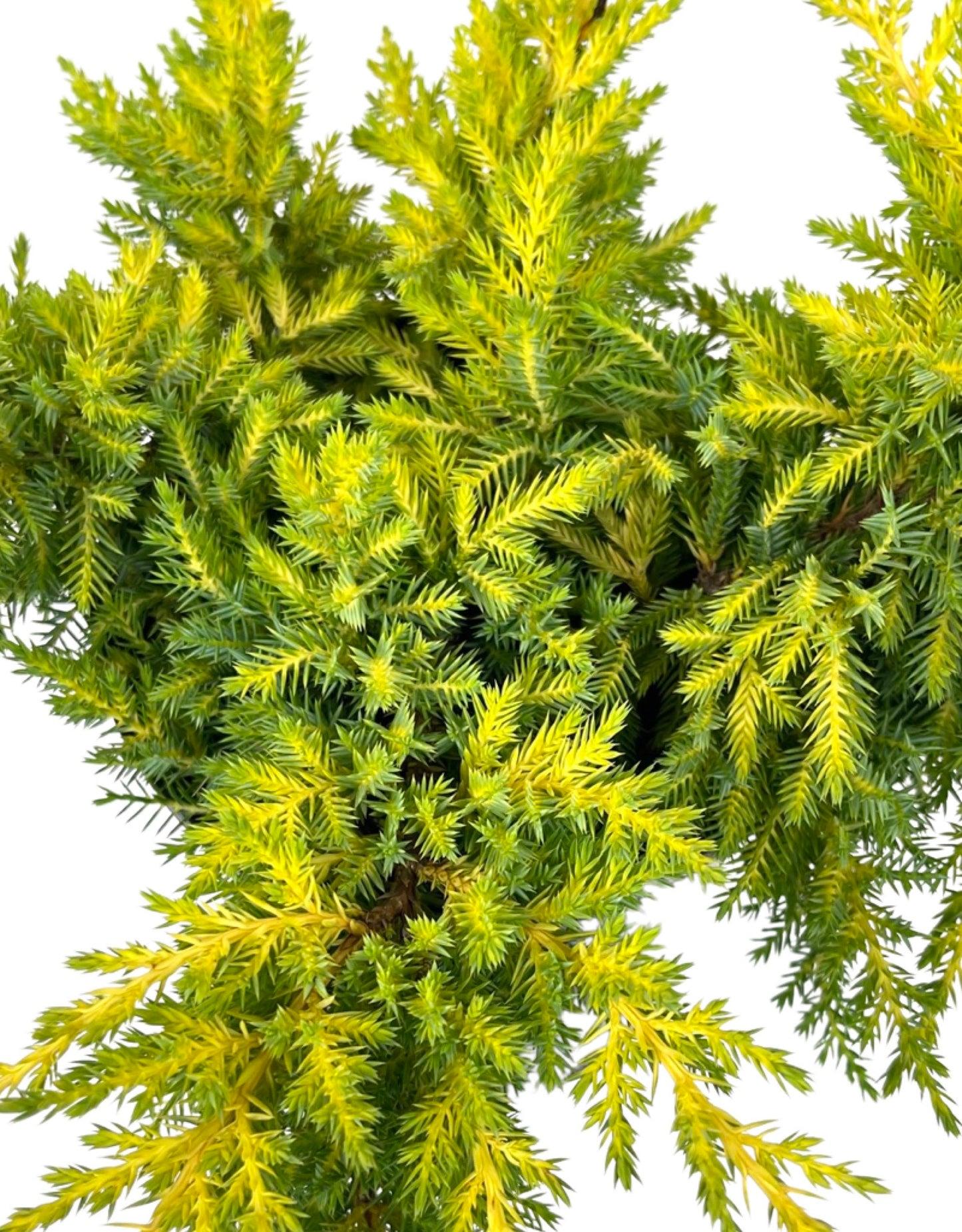 Juniperus chinensis  €˜Daub s Frosted  1 Gallon