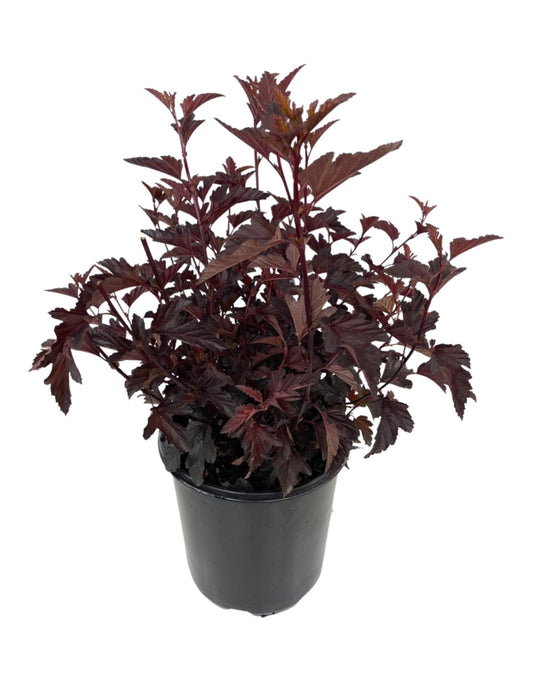 Physocarpus opulifolius 'Darkstar' 2 Gallon