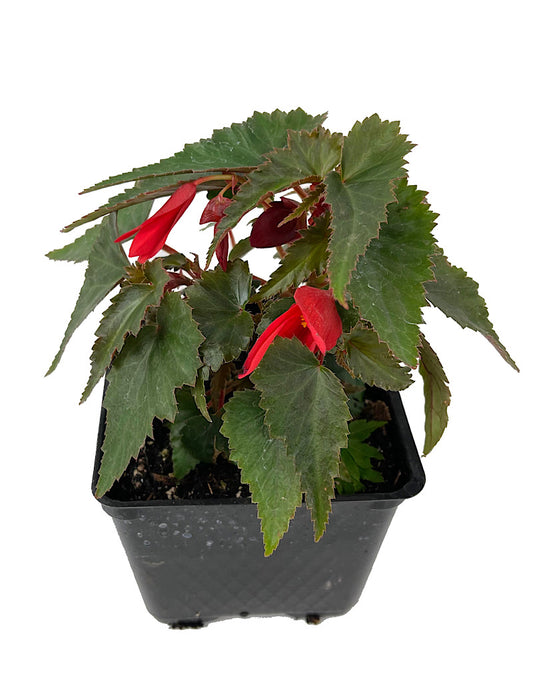 Begonia 'Mistral Dark Red' 4 Inch