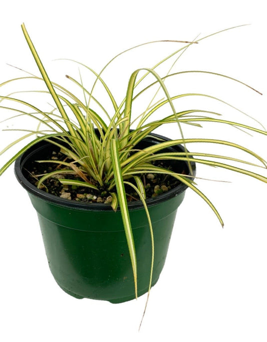 Carex oshimensis 'Evercolor Everoro'