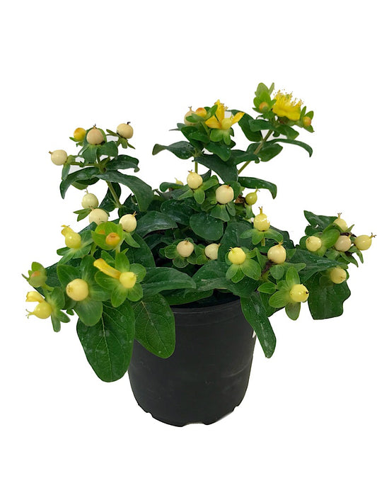 Hypericum 'Magical Ivory' - Quart