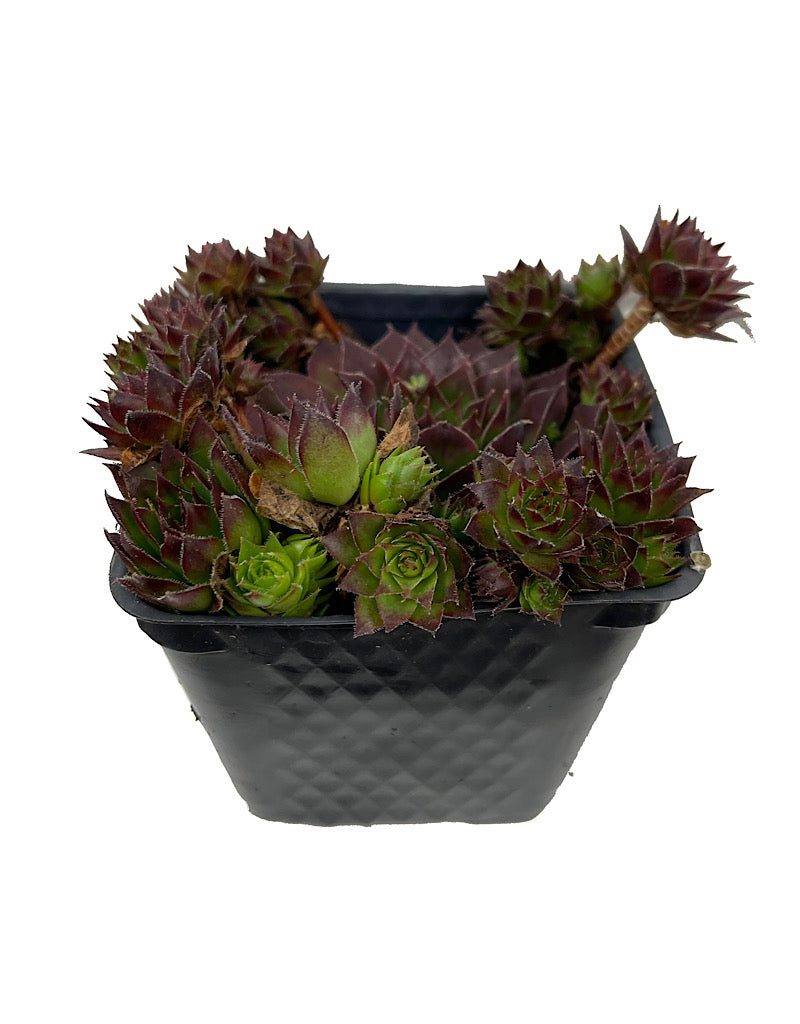 Sempervivum 'Black' 4 Inch