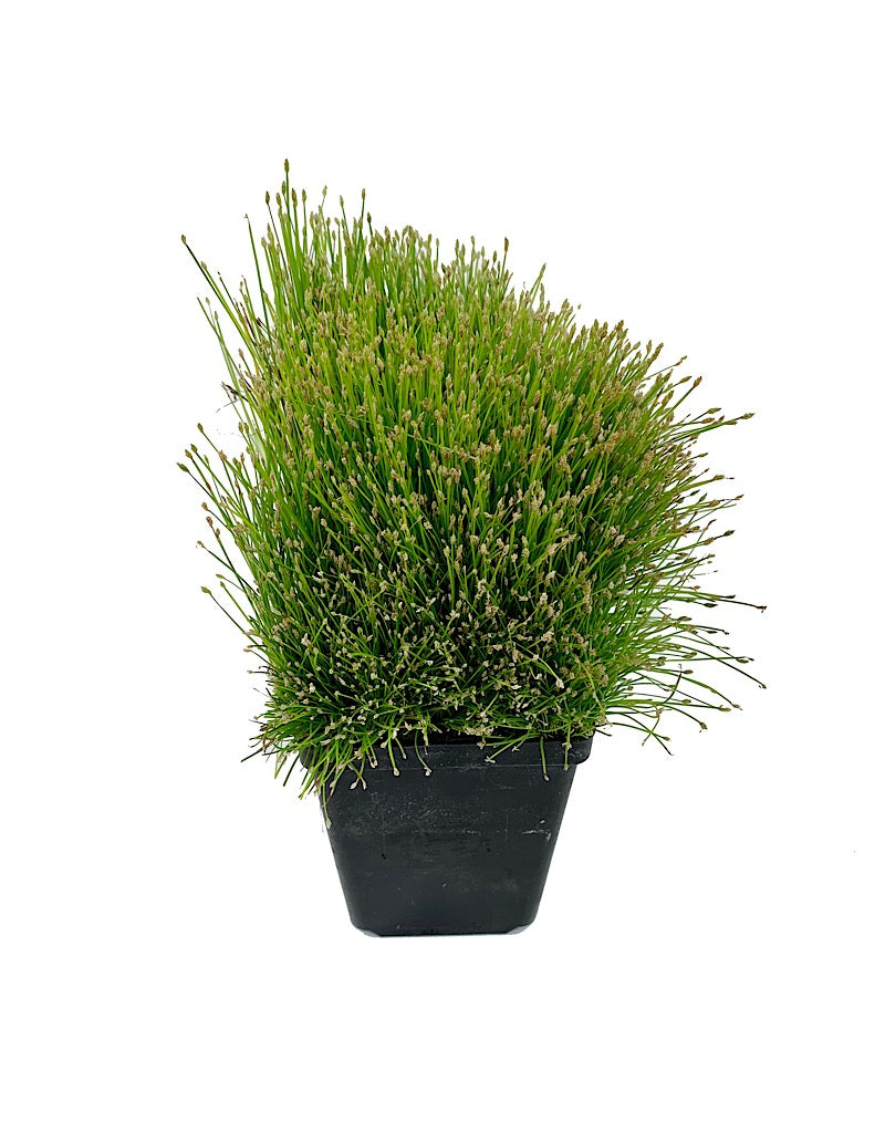 Eleocharis radicans  4 inch