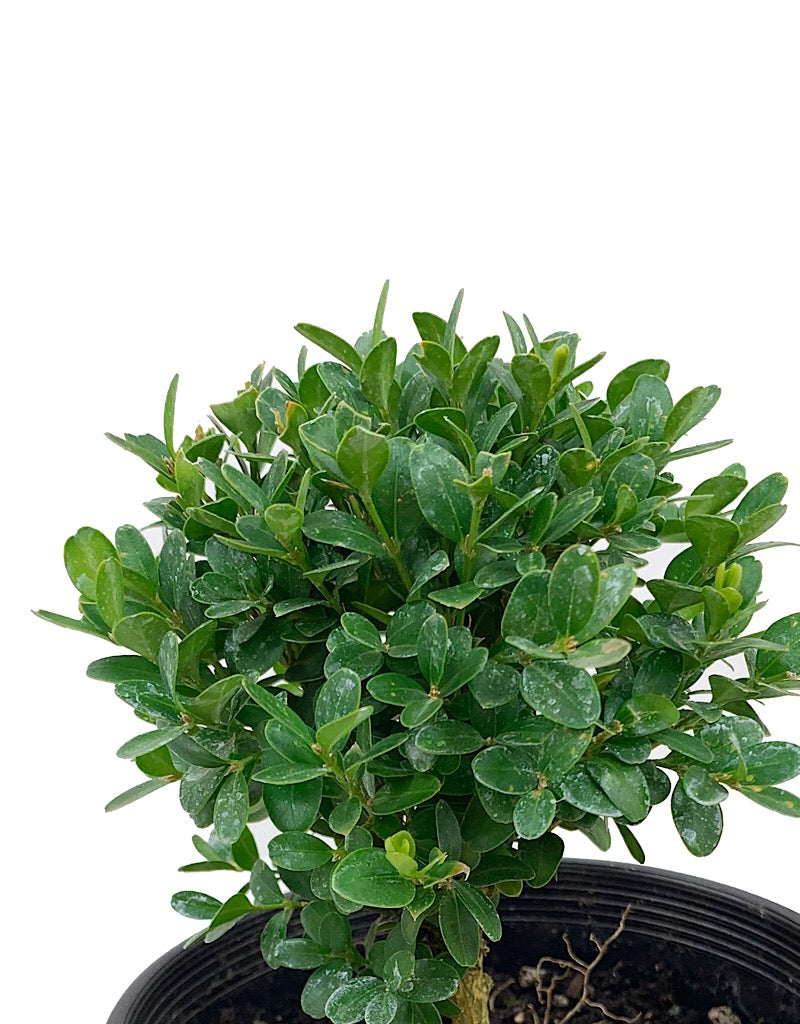 Buxus s. 'Suffruticosa'  6 Inch