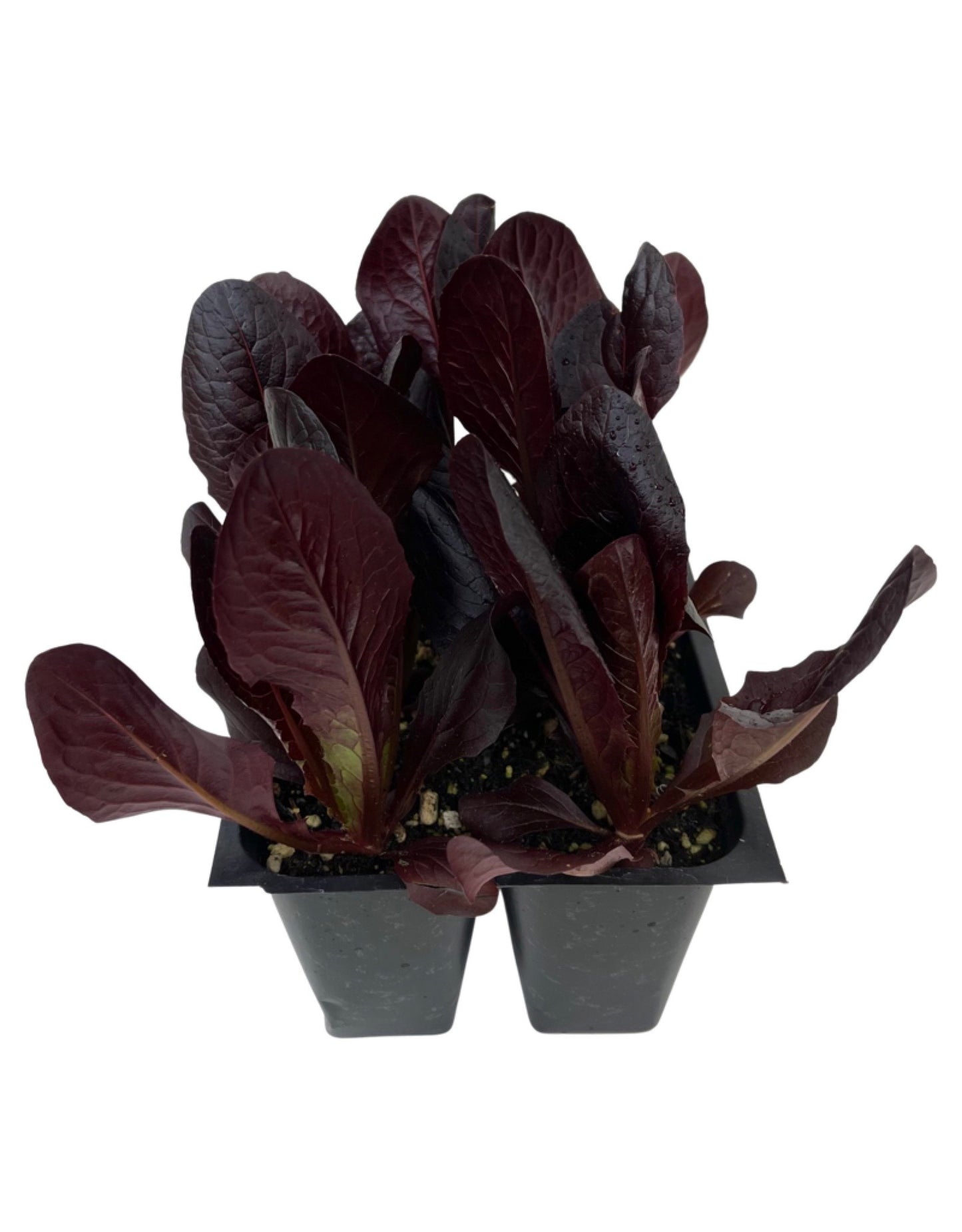 Lettuce 'Red Romaine' Jumbo Traypack