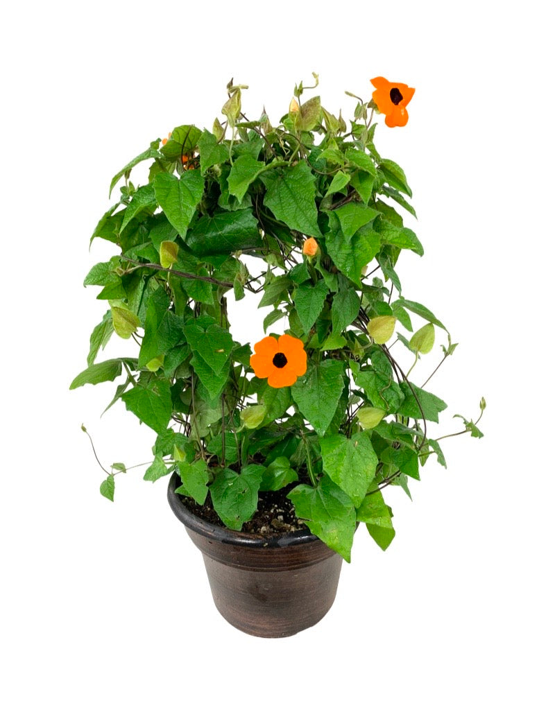 Thunbergia alata 'Orange Wonder  8 Inch