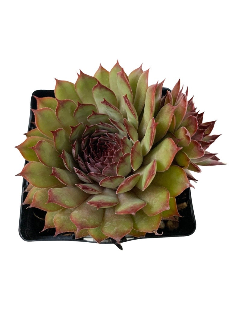 Sempervivum 'Chick Charm Autumn Apple'