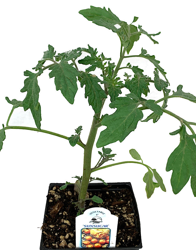 Tomato 'Sunsugar' 4 Inch