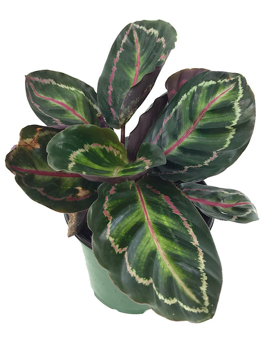 Calathea roseopicta 'Medallion'