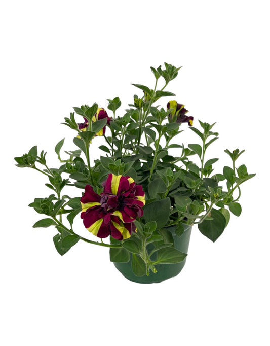 Petunia 'Double Vogue Lemon Berry' 6 Inch