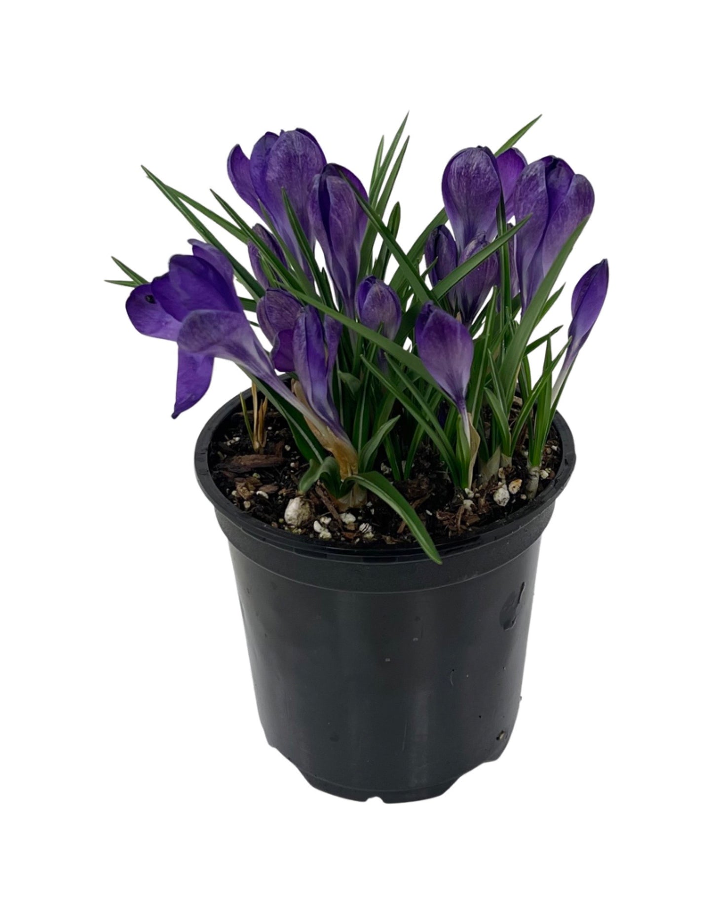 Crocus vernus 'Flower Record' 4 Inch