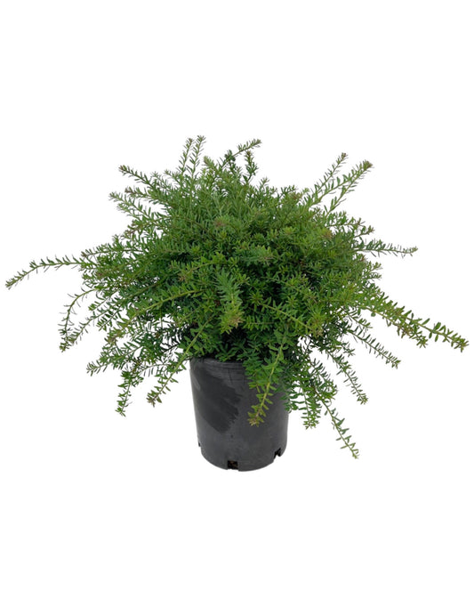 Podocarpus lawrencei 'Blue Gem' 1 Gallon