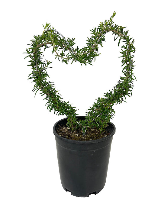 Rosmarinus Heart Topiary 1 Gallon