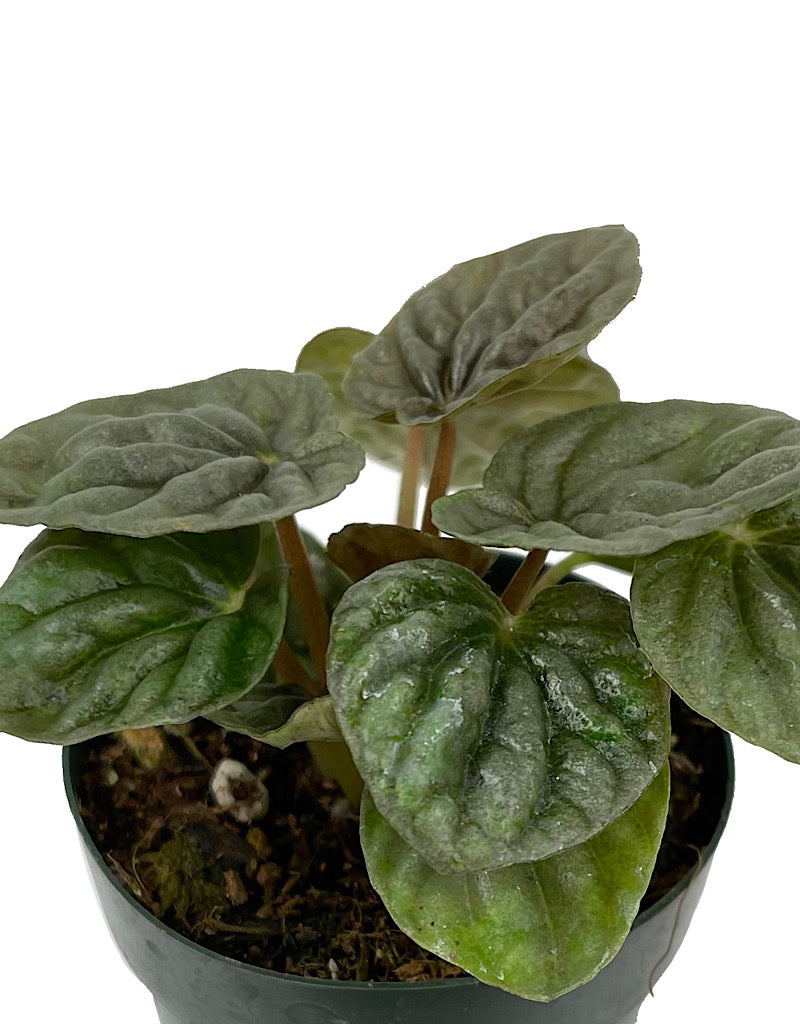 Peperomia caperata 'Luna Grey' 2 Inch