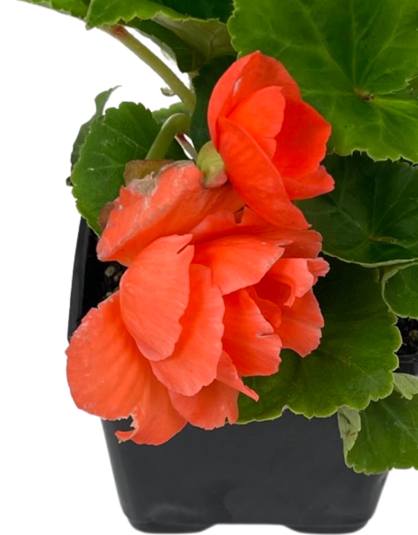 Begonia 'Nonstop Salmon' 4 Inch