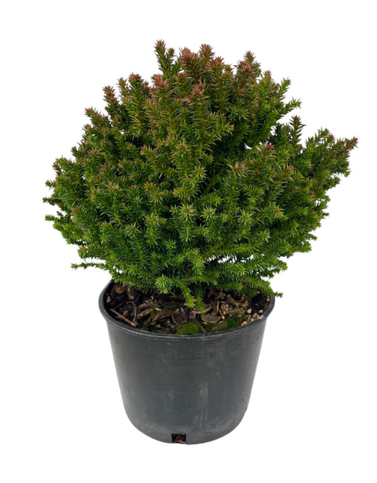 Cryptomeria japonica 'Birodo' 6 Inch