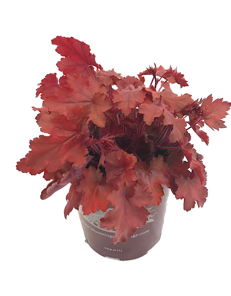 Heuchera 'Fire Chief'