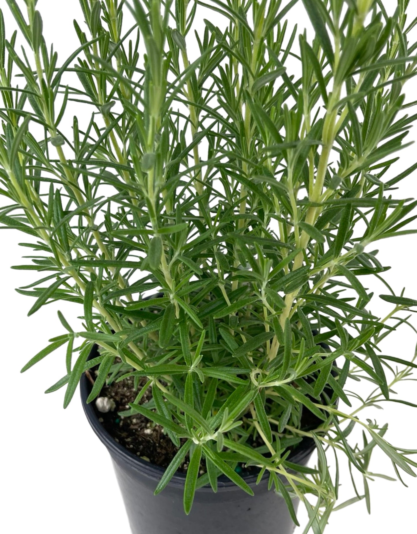 Rosmarinus officinalis 'Arp' 1 Gallon