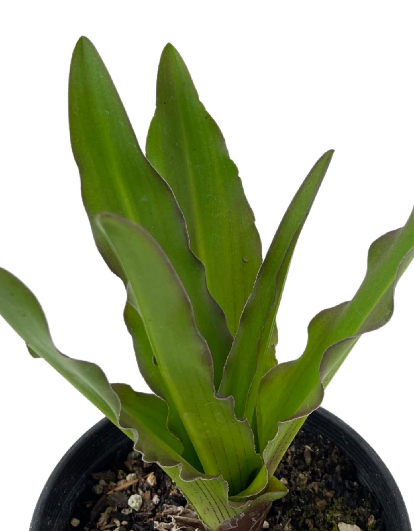 Eucomis comosa 'Reuben' 1 Gallon