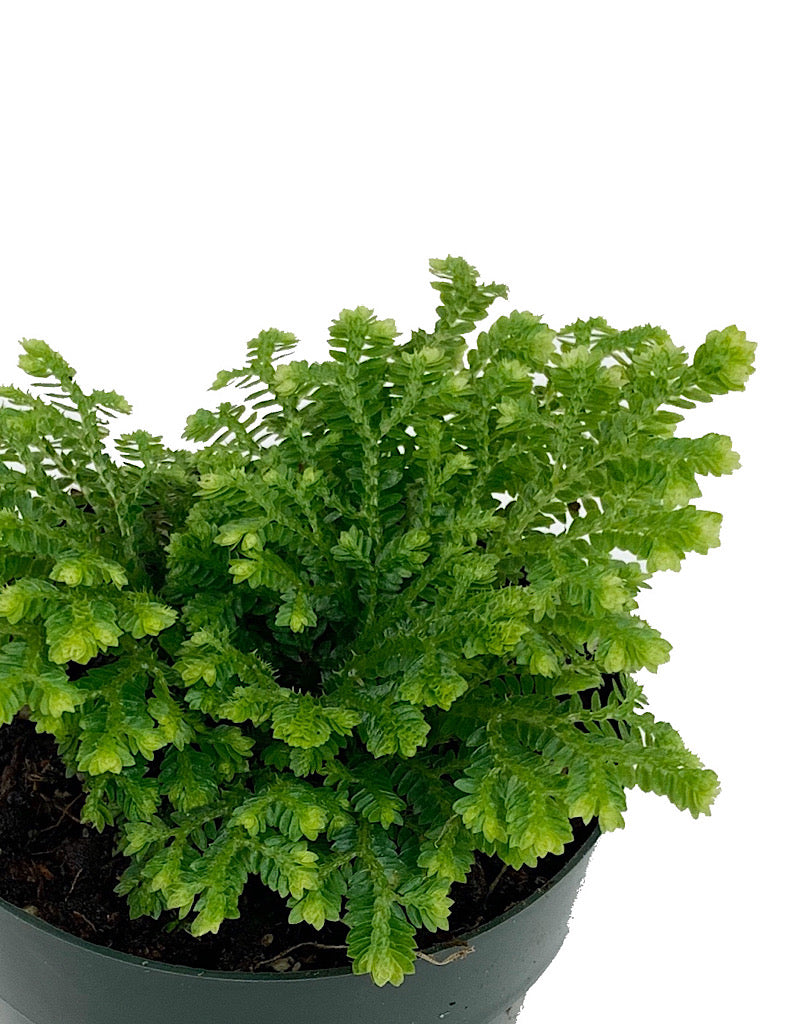 Selaginella kraussiana 'Gold Tips'  2 Inch