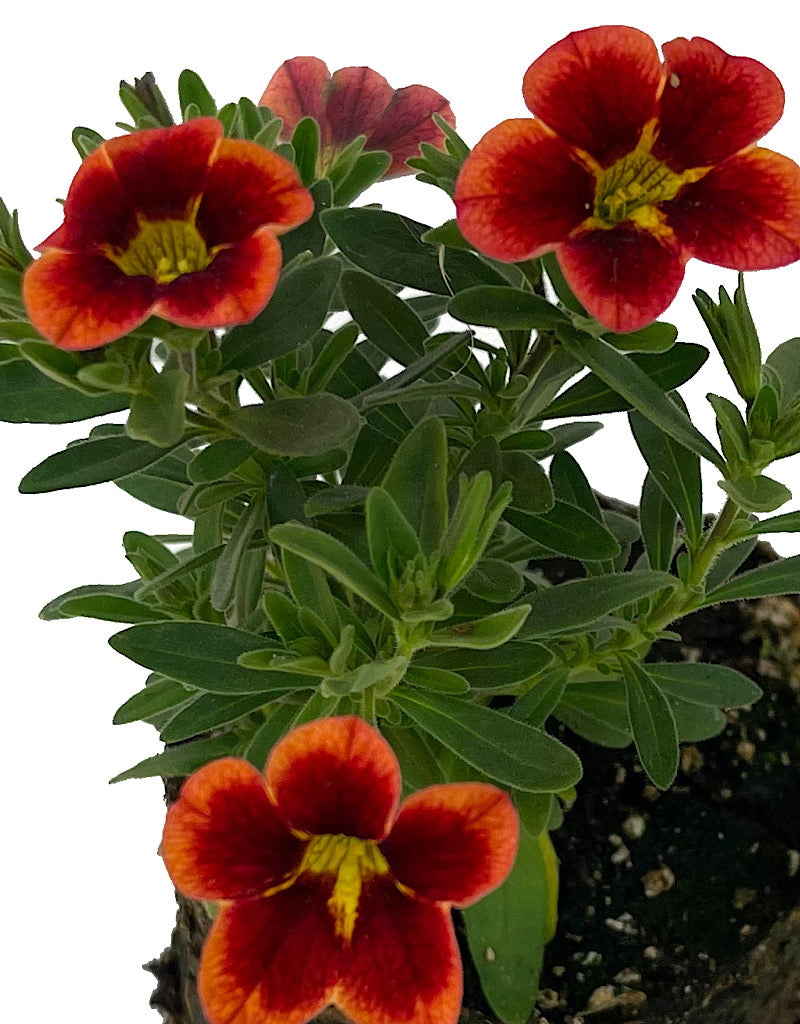 Calibrachoa 'Can Can Bumble Bee Orange' 4 Inch