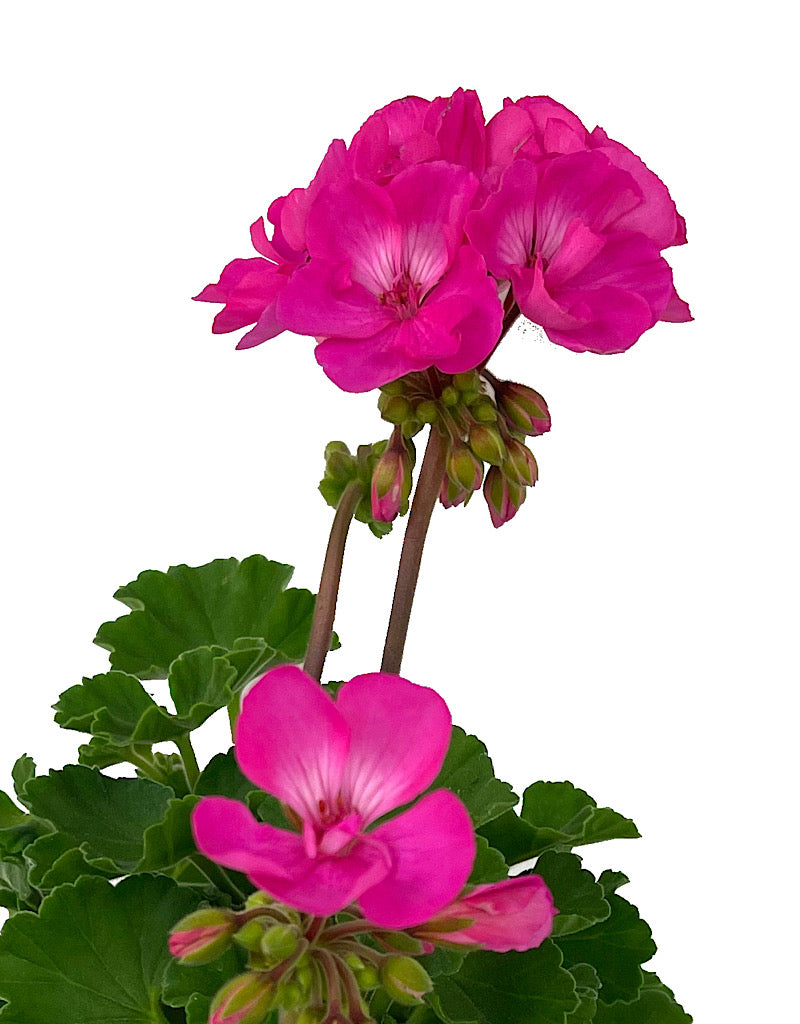 Geranium Zonal 'Fantasia Appleblossom' 5 Inch