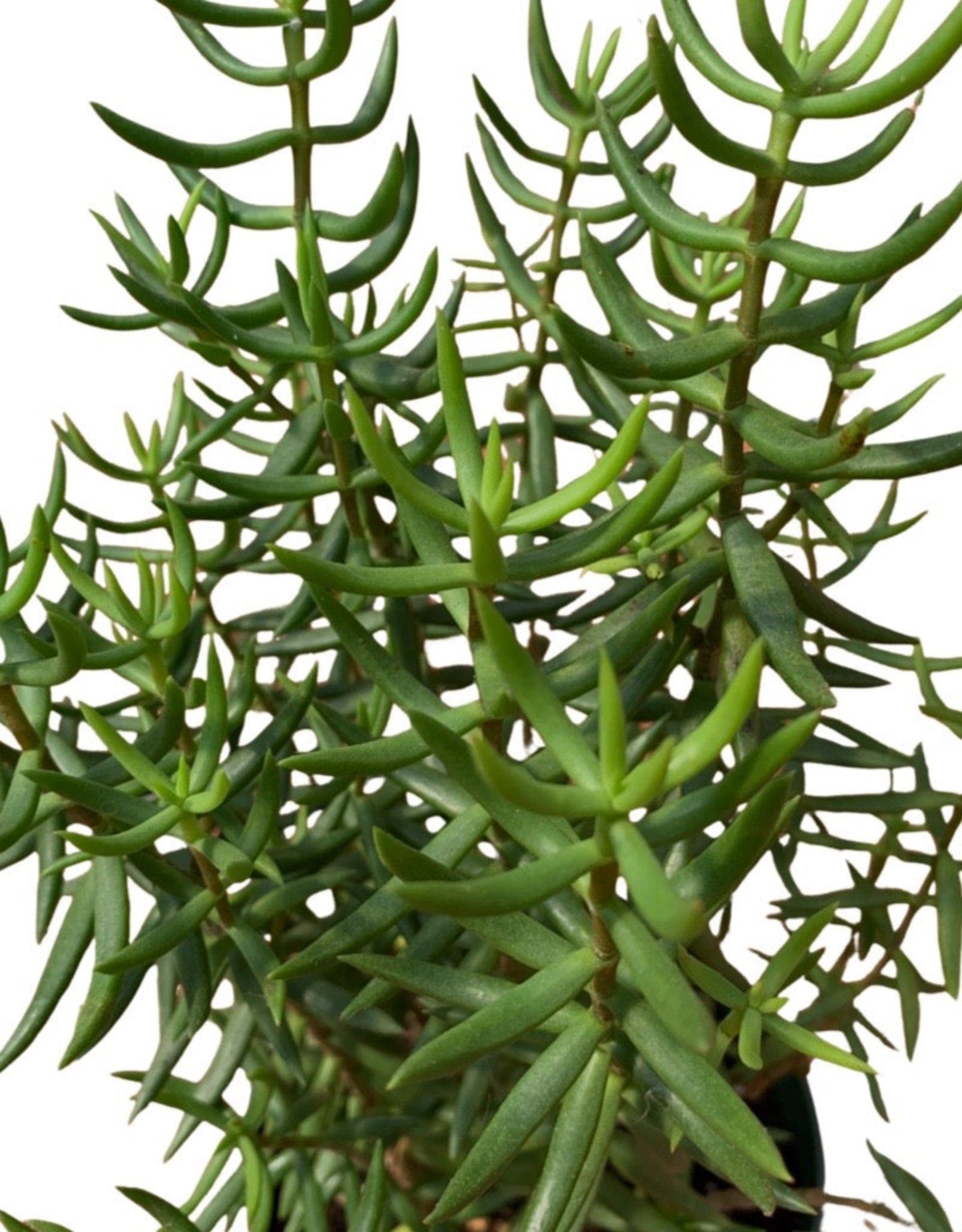 Crassula tetragona