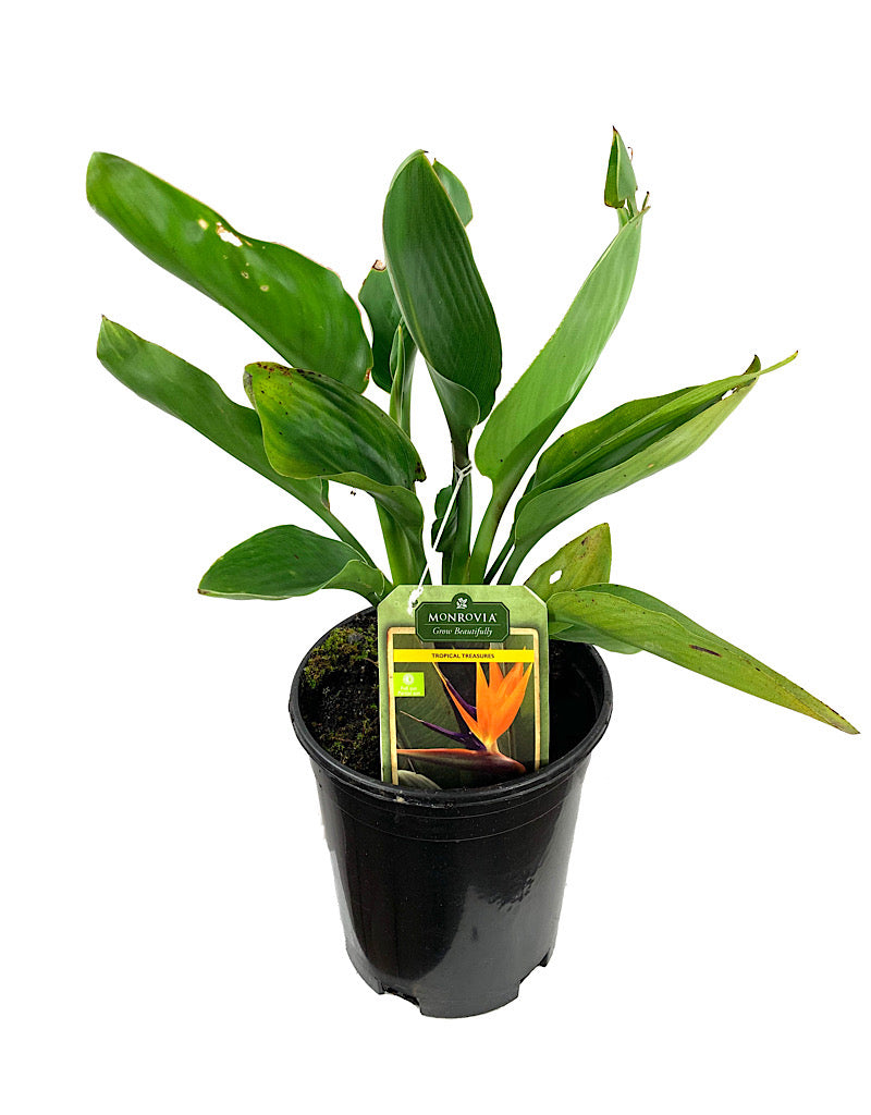 Strelitzia reginae 1 Gallon