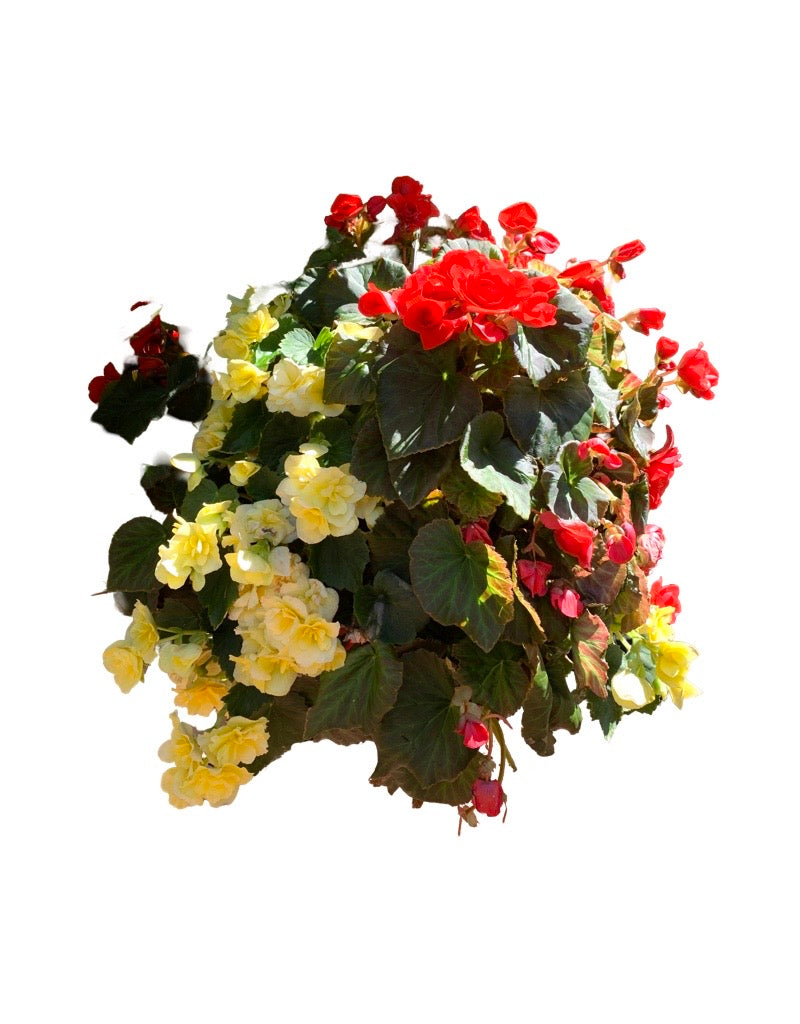 Moss Basket Solenia Begonia