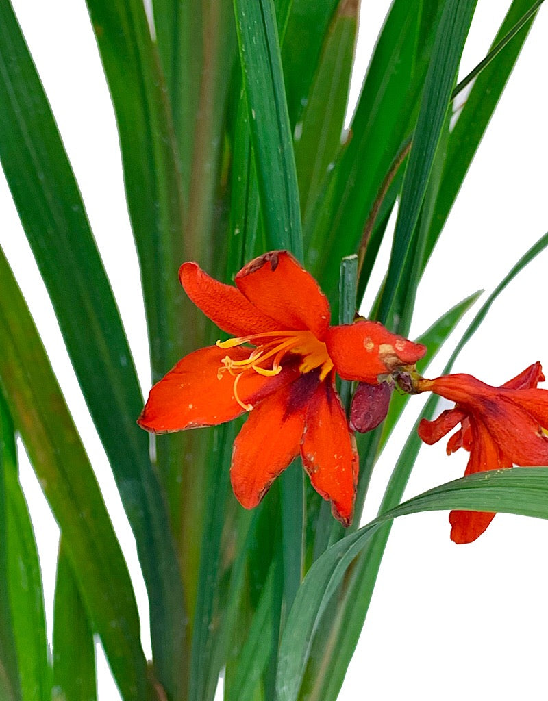 Crocosmia 'Twilight Fairy Crimson'  1 gal